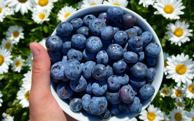 Blueberry Lavender Mocktail