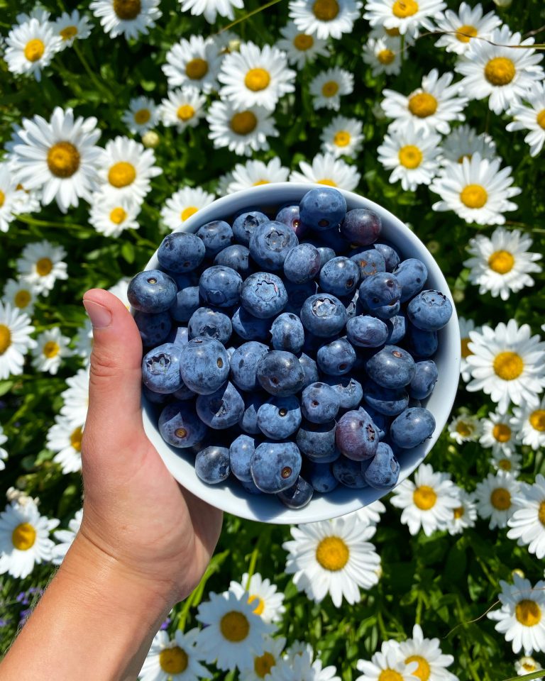 bowl of fresh blueberries surrounded by daisies